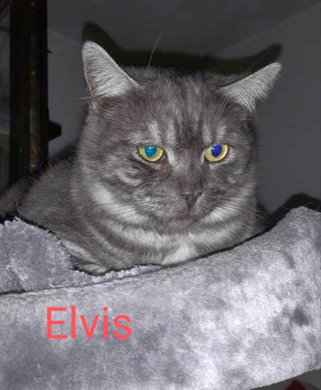 elvis